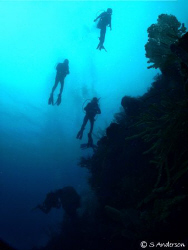 Diver Fallout! This photo was taken with my strobes turne... by Steven Anderson 
